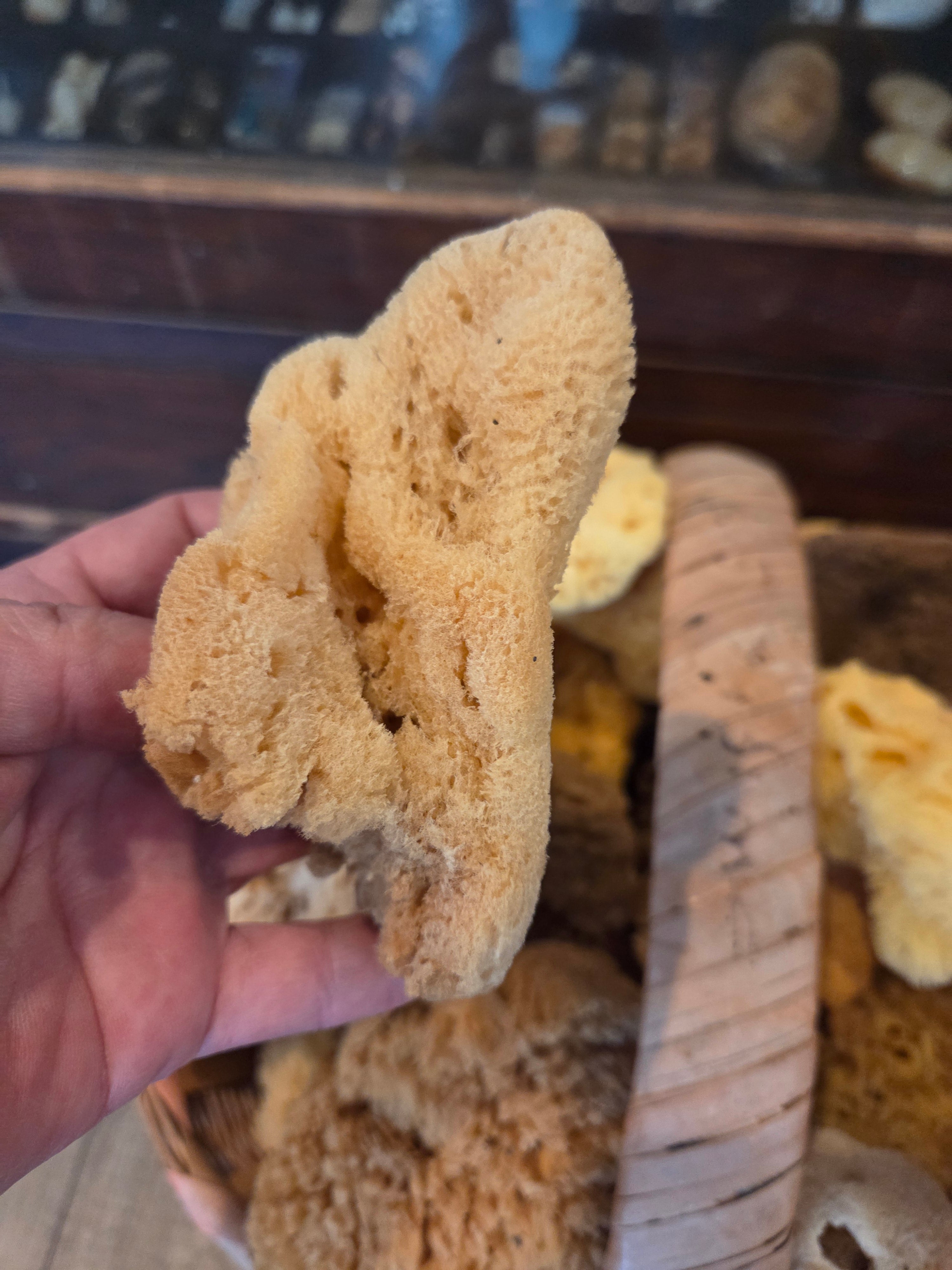 Assorted Natural Sea Sponge