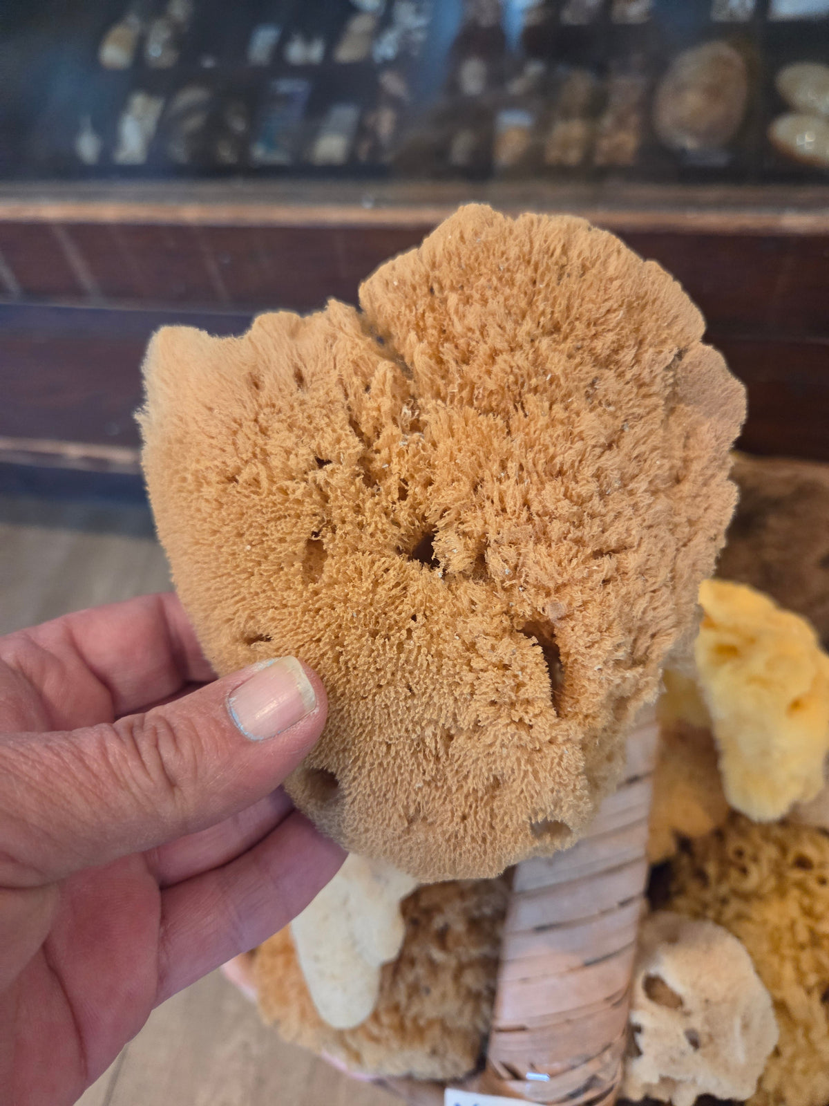 Assorted Natural Sea Sponge